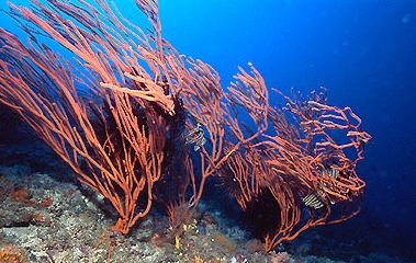  Dichotella gemmacea  (Sea Whip)